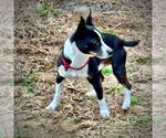 Small #1 Jack-Rat Terrier