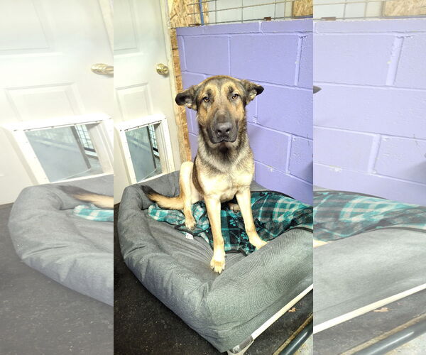 Medium Photo #38 German Shepherd Dog Puppy For Sale in Sebec, ME, USA