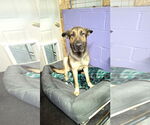 Small #37 German Shepherd Dog