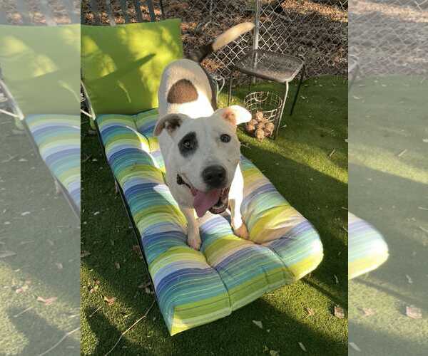 Medium Photo #2 Mutt Puppy For Sale in Greenville, SC, USA