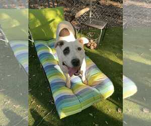 Panda - Female Mutt Dog for Adoption - Photo #2