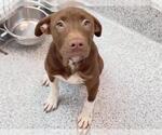 Small #1 Mutt