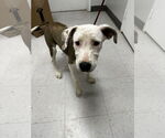 Small #10 Bullypit