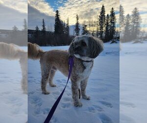 Shih Tzu Dogs for adoption in Calgary, Alberta, Canada