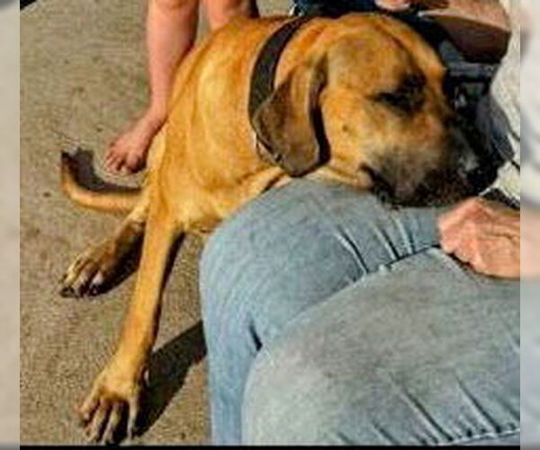 Medium Photo #18 Fila Brasileiro Puppy For Sale in Jasper, AL, USA