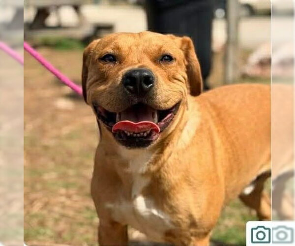 Medium Photo #1 Mutt Puppy For Sale in Martinsburg, WV, USA