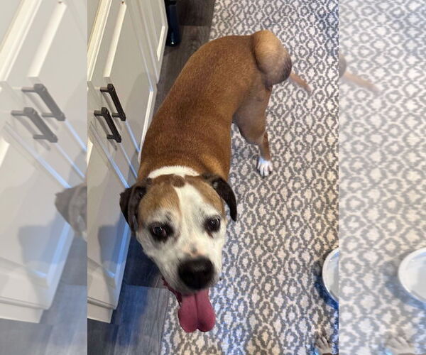 Medium Photo #3 Boxer Puppy For Sale in Burnsville, MN, USA