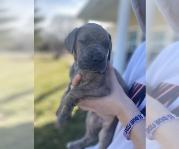Medium Photo #1 Great Dane Puppy For Sale in MOUNT OLIVE, IL, USA