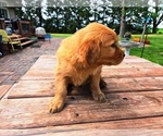 Small #5 Golden Retriever