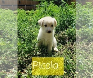 Labrador Retriever-Newfoundland Mix Puppy for sale in CO SPGS, CO, USA