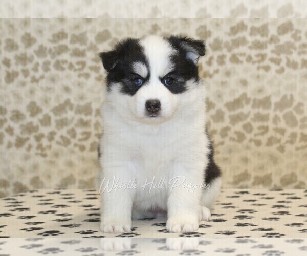 Medium Photo #3 Pomsky Puppy For Sale in DENVER, PA, USA