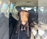 Small #3 Labrador Retriever Mix