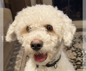 Bichon Frise-Unknown Mix Dogs for adoption in San Ramon, CA, USA