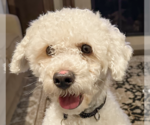 Small Bichon Frise Mix