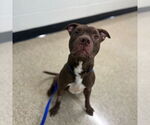 Small American Pit Bull Terrier