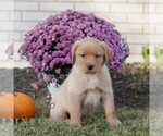 Small #1 Labrador Retriever