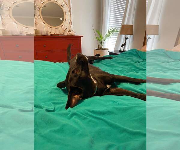 Medium Photo #18 Mutt Puppy For Sale in Orange Grove, TX, USA