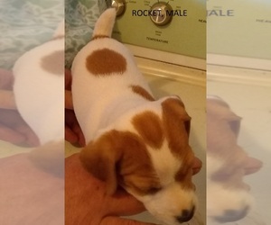 Jack Russell Terrier Puppy for sale in VINITA, OK, USA