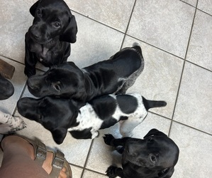 German Shorthaired Pointer Litter for sale in HARRIETTA, MI, USA