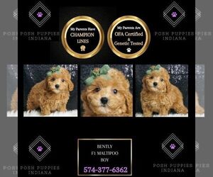 Maltipoo Puppy for sale in WARSAW, IN, USA