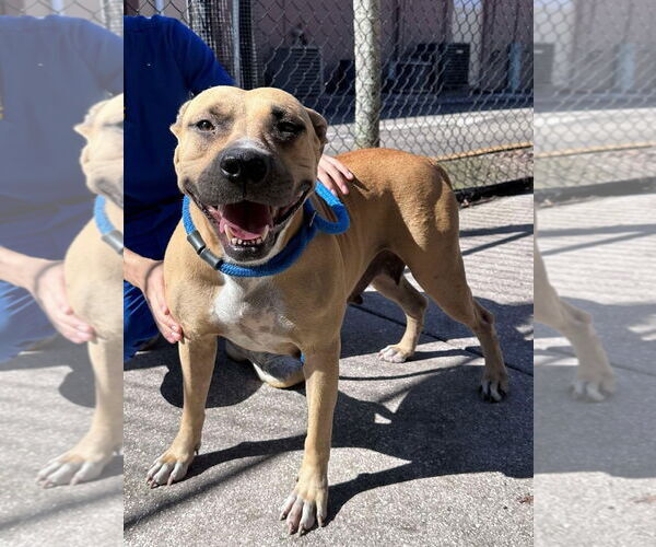 Medium Photo #7 Mutt Puppy For Sale in Pompano Beach , FL, USA