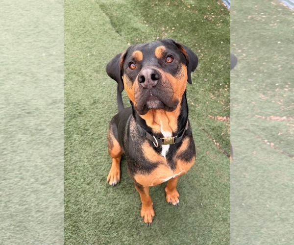 Medium Photo #2 Rottweiler Puppy For Sale in MIDWAY, UT, USA