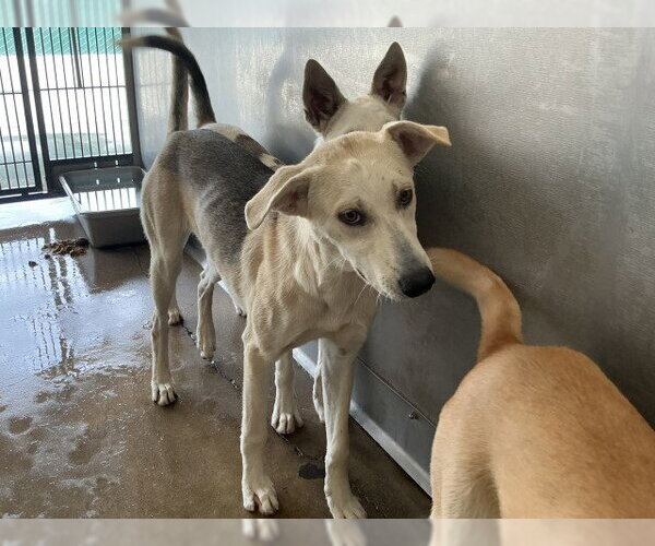 Medium Photo #2 German Shepherd Dog-Unknown Mix Puppy For Sale in San Bernardino, CA, USA