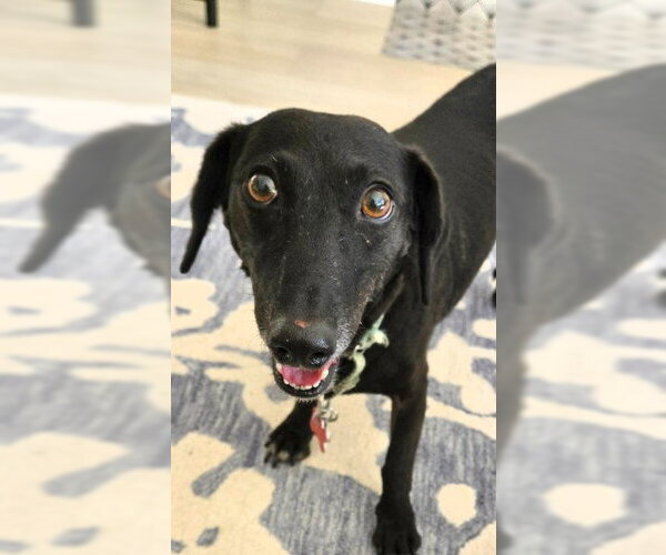 Medium Photo #3 Dachshund-Unknown Mix Puppy For Sale in San Diego, CA, USA