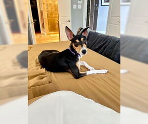 Basenji-Rat Terrier Mix Dogs for adoption in McKinney, TX, USA