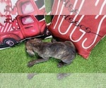 Small #13 Catahoula Leopard Dog