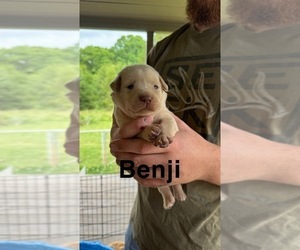 Shiba Inu Puppy for sale in ANDERSON, SC, USA