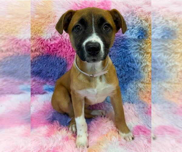 Medium Photo #1 American Staffordshire Terrier-Labrador Retriever Mix Puppy For Sale in Lakewood, CO, USA
