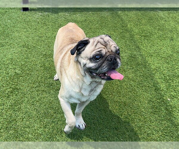 Medium Photo #1 Pug Puppy For Sale in Orange, CA, USA