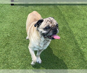 Pug Dogs for adoption in Orange, CA, USA