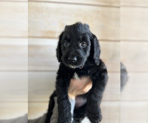 Goldendoodle Puppy for Sale in HOSCHTON, Georgia USA