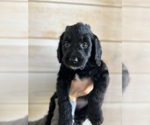 Small Photo #1 Goldendoodle Puppy For Sale in HOSCHTON, GA, USA