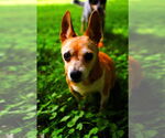 Small #2 Chihuahua