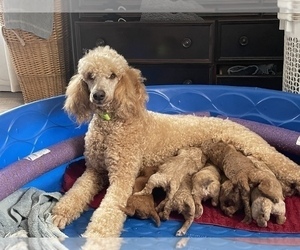 Mother of the Poodle (Standard) puppies born on 02/26/2022