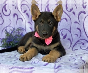 German Shepherd Dog Puppy for sale in LANCASTER, PA, USA