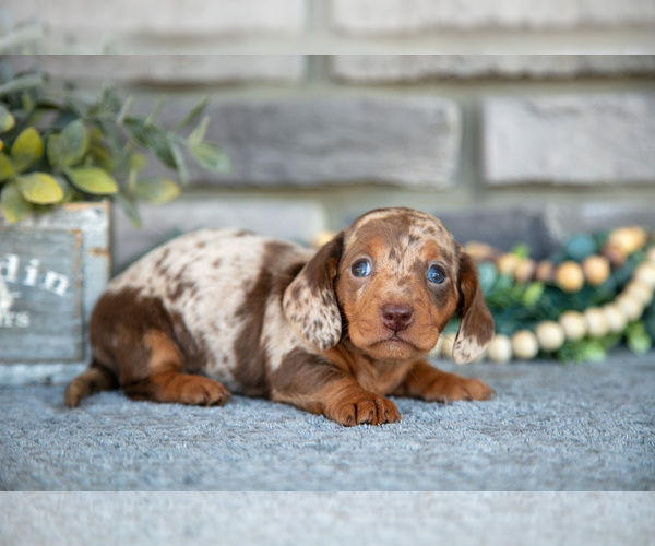 Medium Photo #8 Dachshund Puppy For Sale in TOPEKA, IN, USA