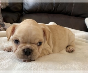 French Bulldog Puppy for sale in JOHNS ISLAND, SC, USA