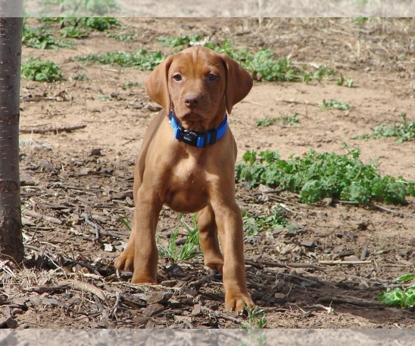 Medium Photo #4 Vizsla Puppy For Sale in AMORITA, OK, USA