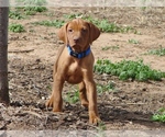 Small #3 Vizsla