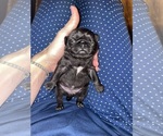 Small Photo #5 Pug Puppy For Sale in SOMERSET, KY, USA