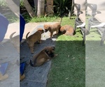 Small Photo #13 Belgian Malinois Puppy For Sale in LOS ANGELES, CA, USA