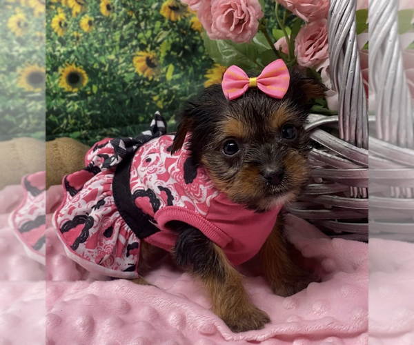 Medium Photo #4 Shorkie Tzu Puppy For Sale in SELLERSBURG, IN, USA