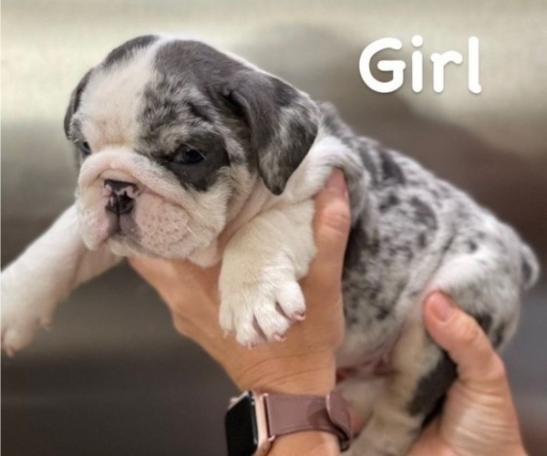Medium Photo #7 English Bulldog Puppy For Sale in MEMPHIS, TN, USA