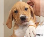 Small Retriever  Mix