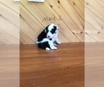 Small Photo #6 Aussie-Poo Puppy For Sale in QUARRYVILLE, PA, USA