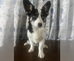 Small #53 Aussie-Corgi